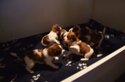 Filmpje pups beginnen te stoeien 2015-01-07